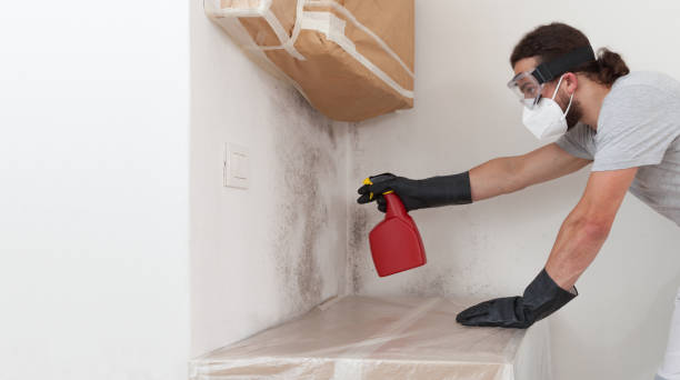 Professional Attic Mold Remediation technician working in River Edge, NJ