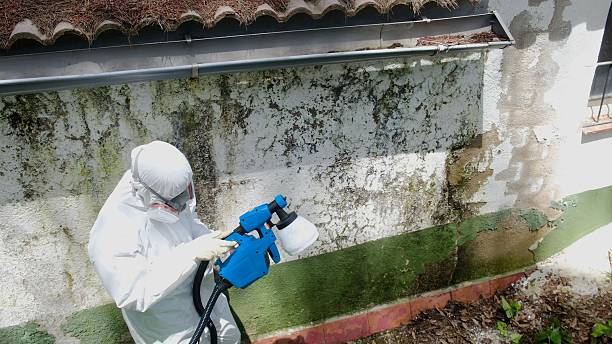 Top rated local Attic Mold Remediation specialists in River Edge, NJ